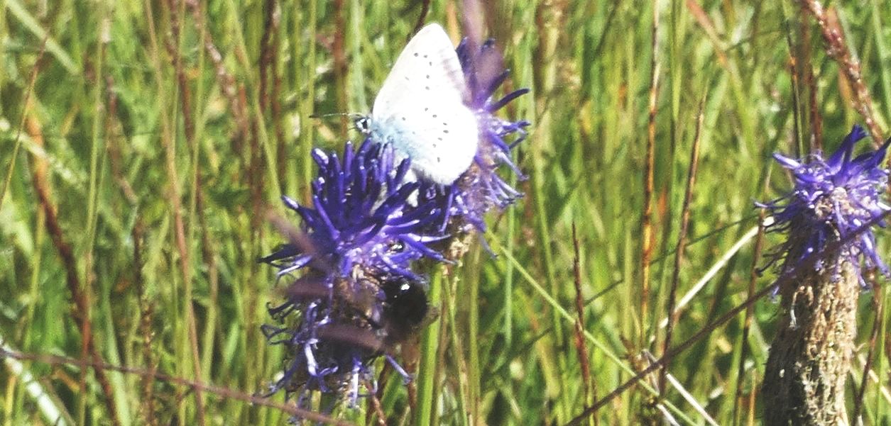 Phyteuma betonicifolium (Campanulaceae)