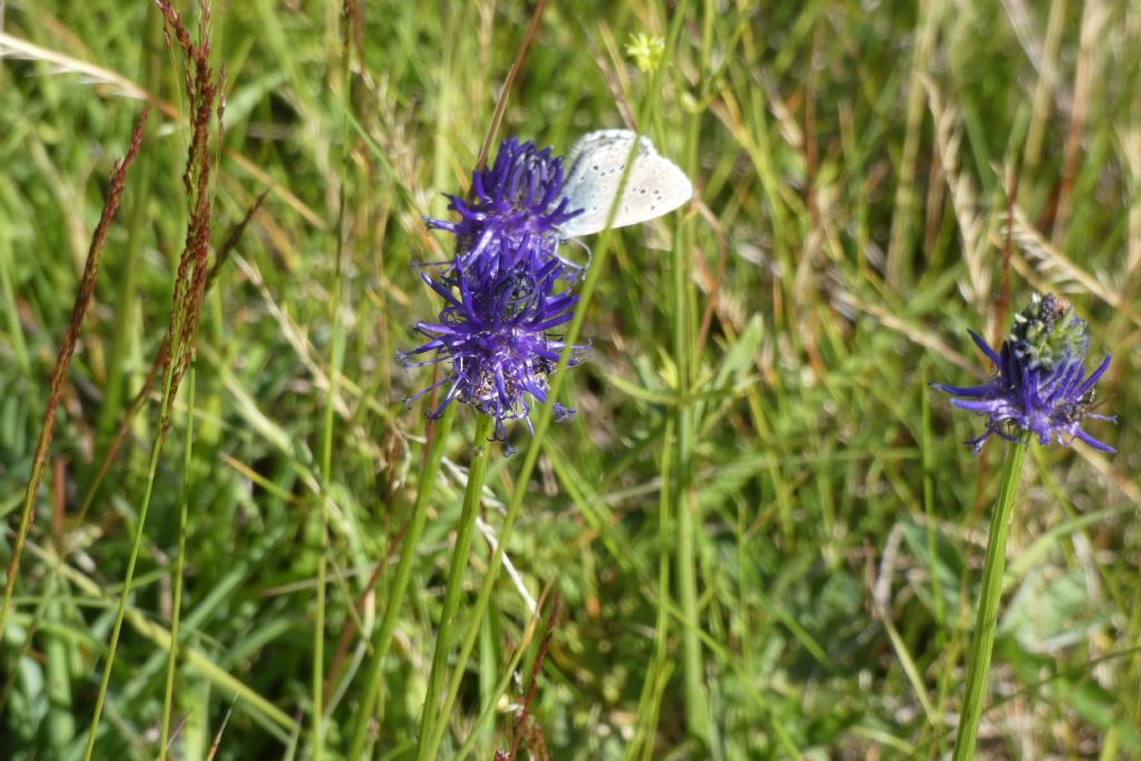 Phyteuma betonicifolium (Campanulaceae)