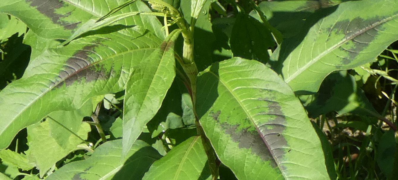 Due specie di Persicaria ? No, tutte Persicaria lapathifolia
