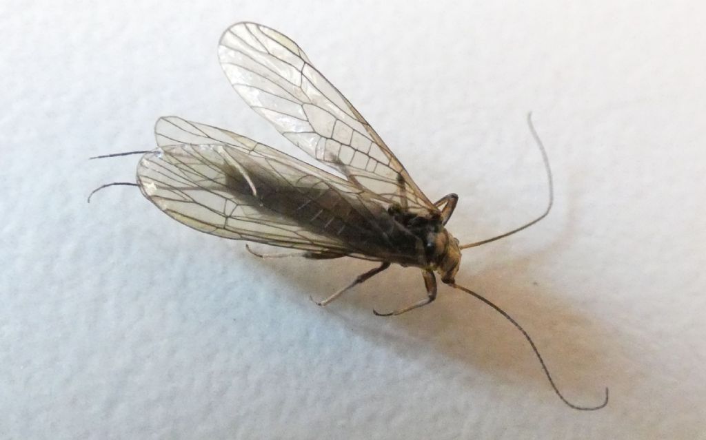 Perlodidae: Perlodes sp.