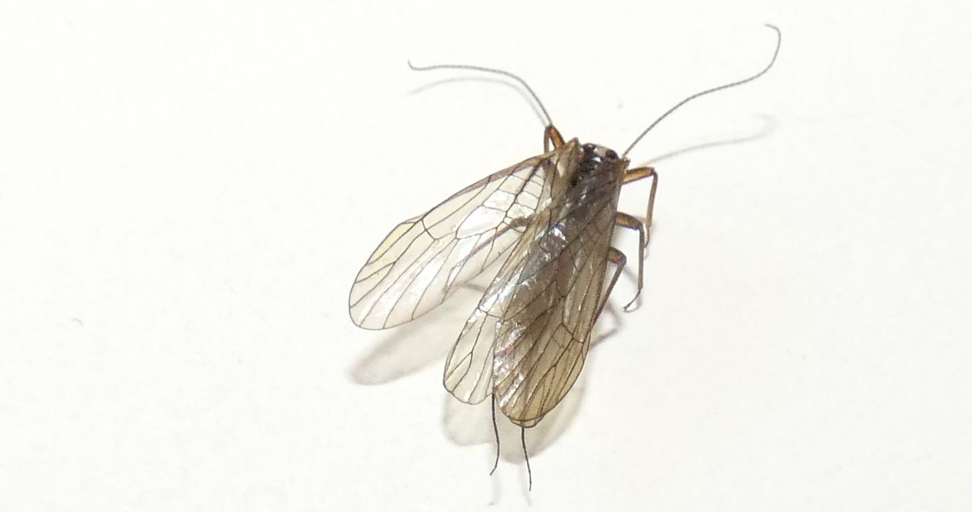 Perlodidae: Perlodes sp.