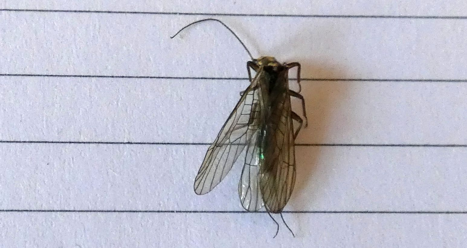 Perlodidae: Perlodes sp.