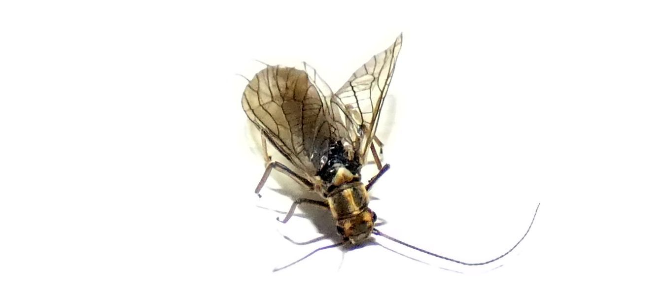 Perlodidae: Perlodes sp.