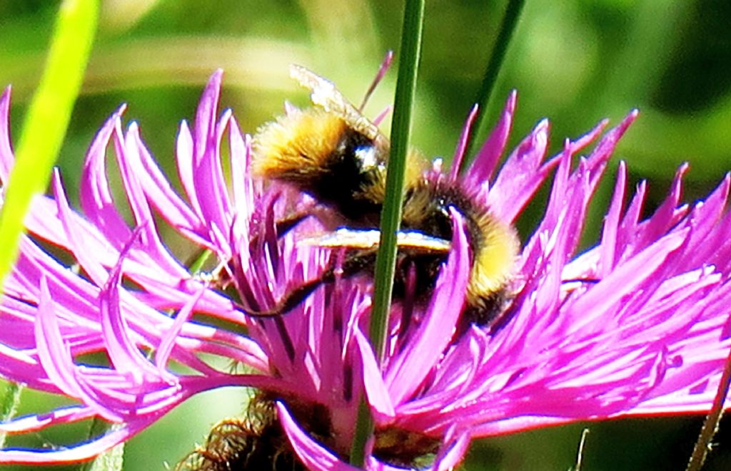 Bombus sp....