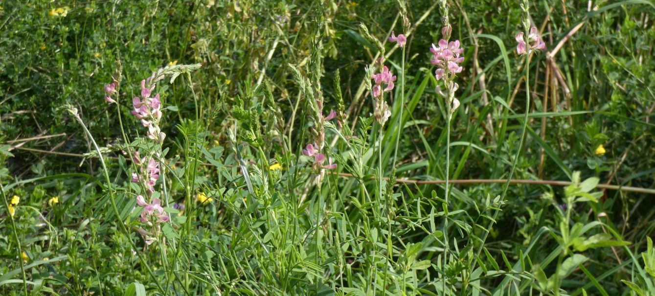 Fabaceae: Onobrychis viciifolia? S