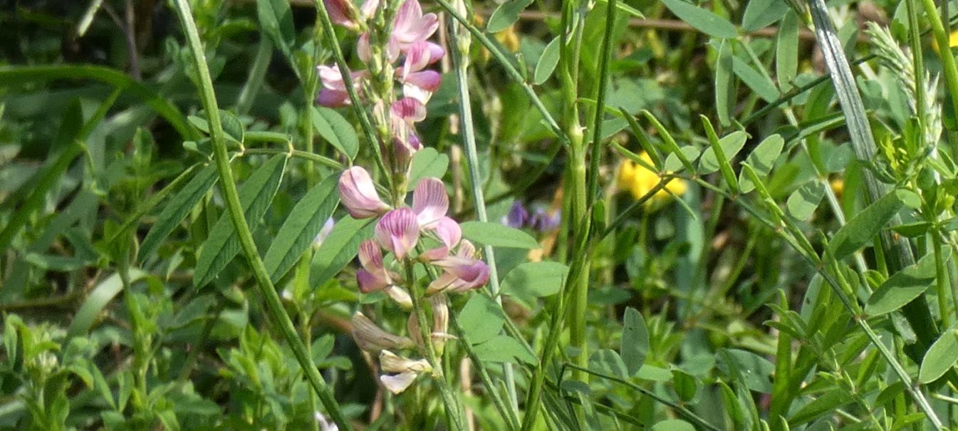 Fabaceae: Onobrychis viciifolia? S