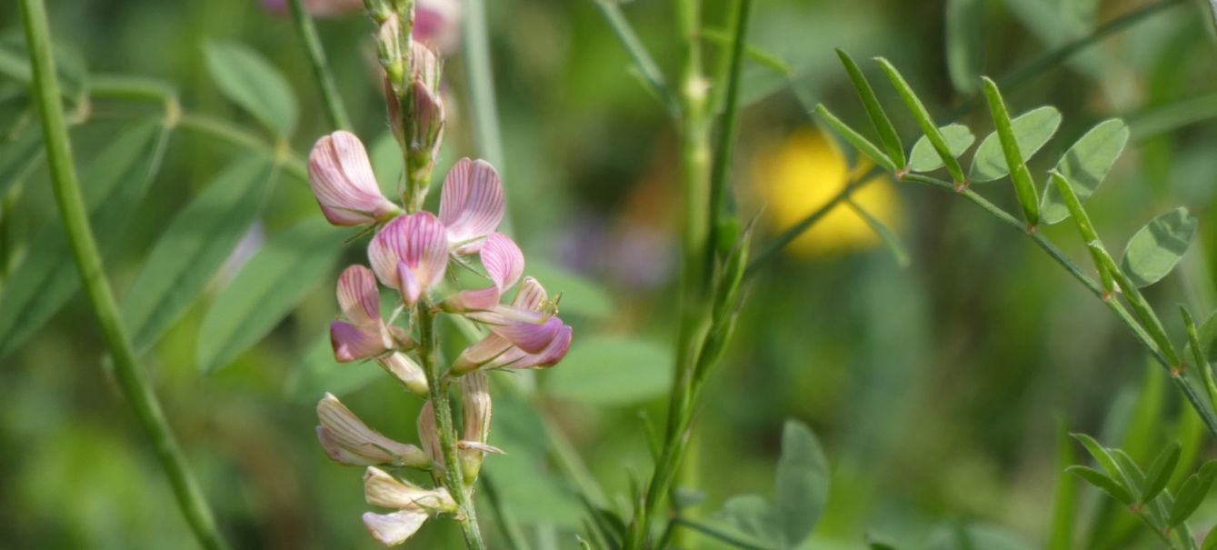 Fabaceae: Onobrychis viciifolia? S