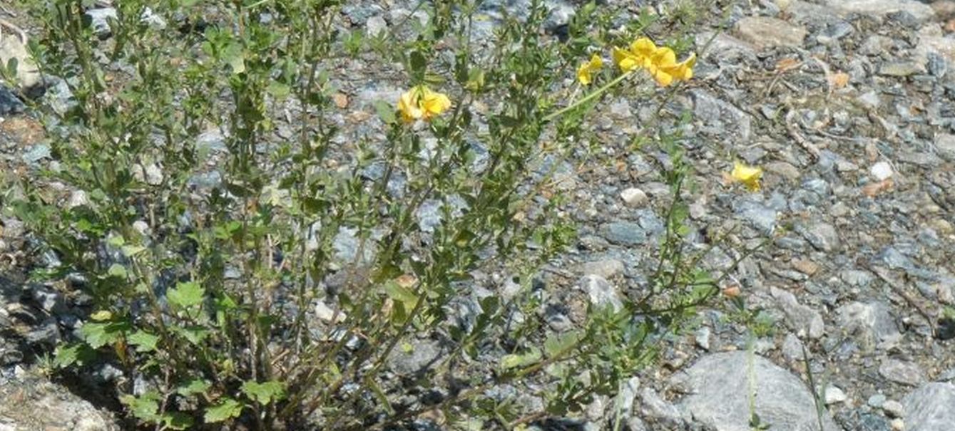 Fabaceae: Lotus...corniculatus