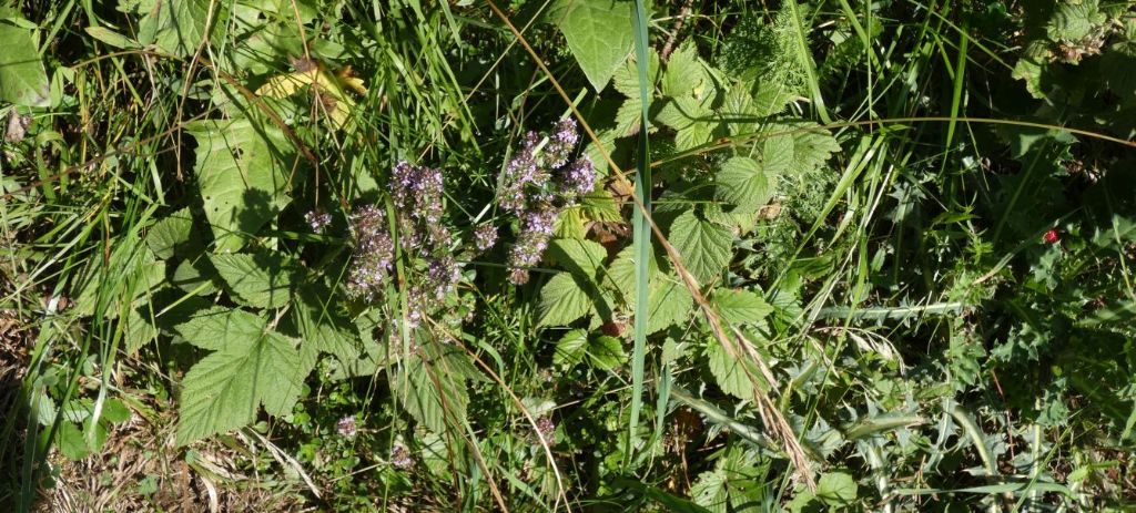 Lamiaceae: Thymus sp.