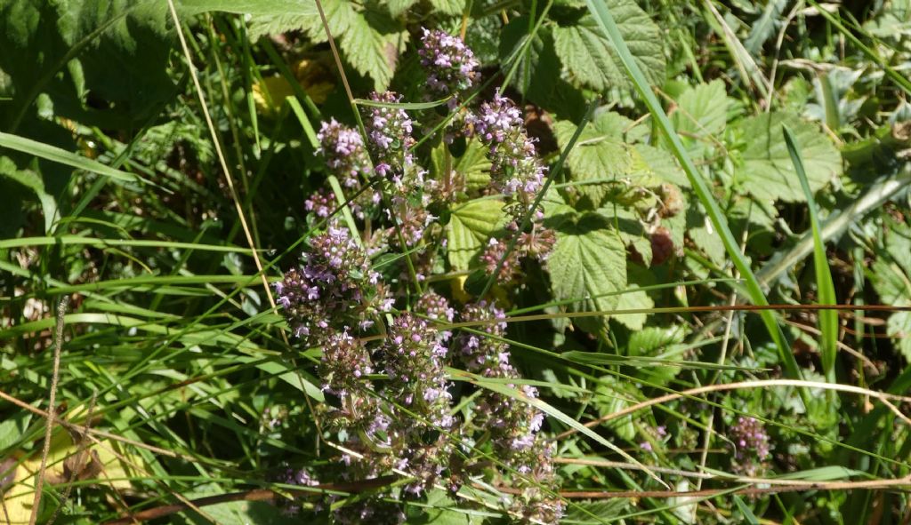 Lamiaceae: Thymus sp.