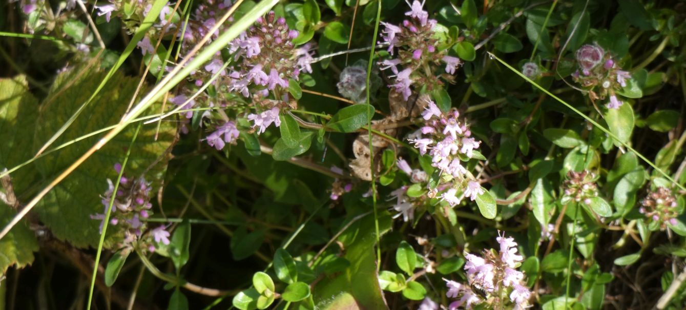 Lamiaceae: Thymus sp.