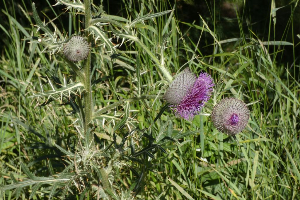 Cirsium eriophorum ?  S