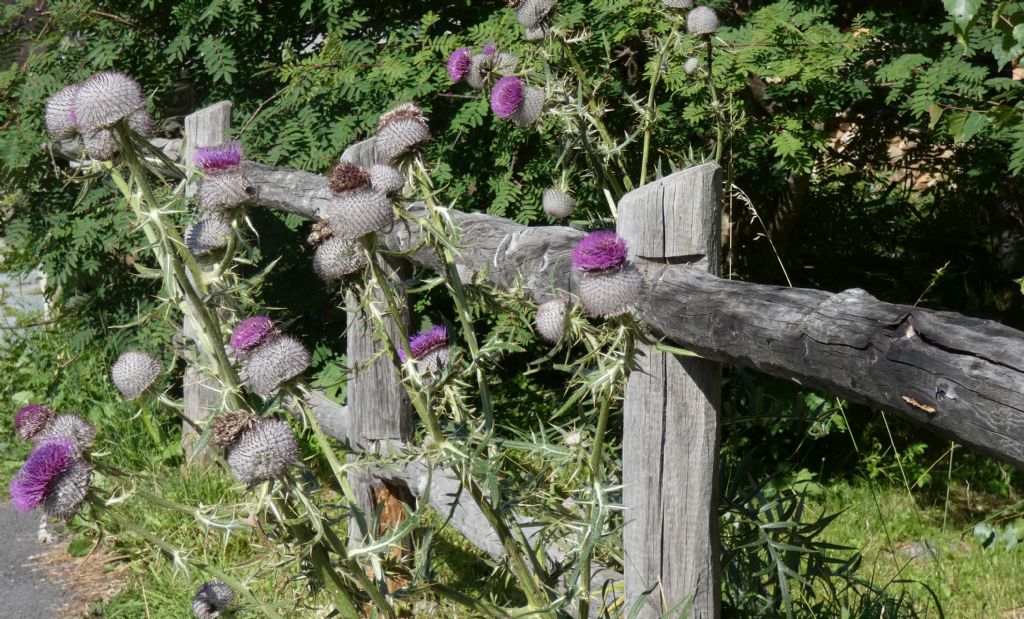 Cirsium eriophorum ?  S