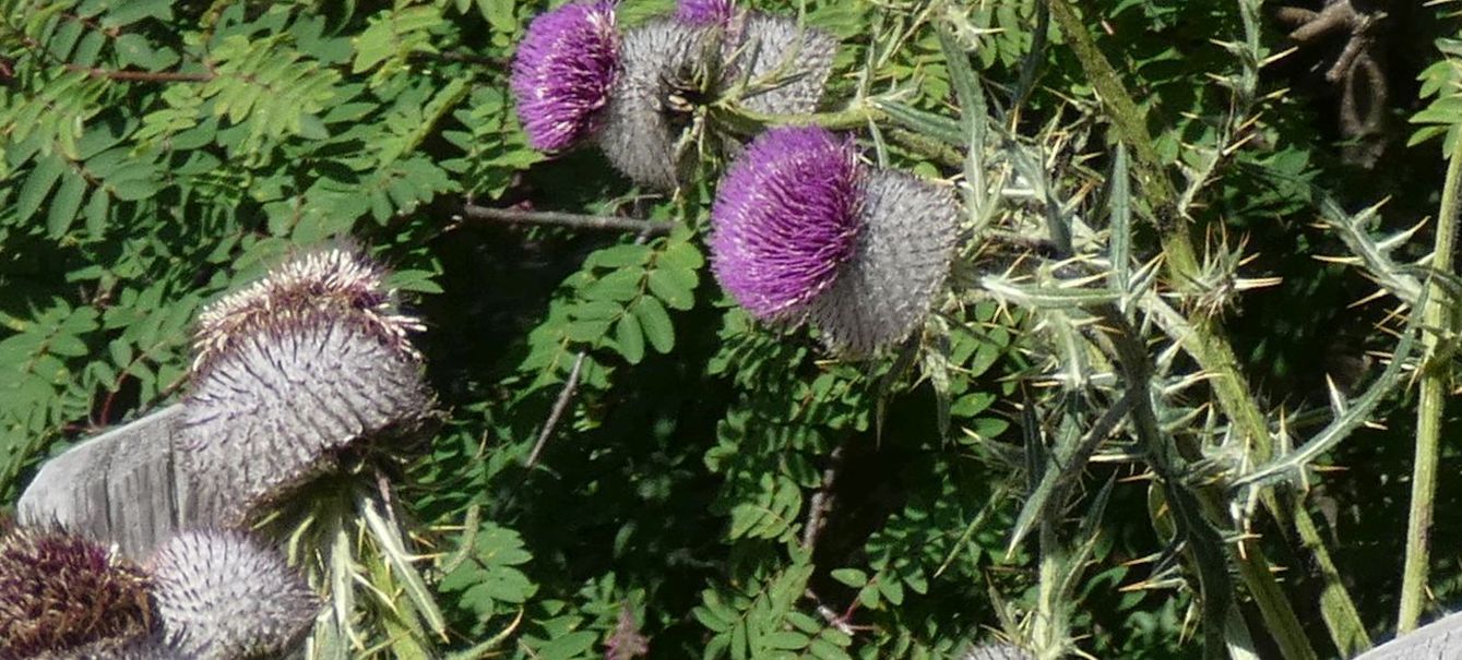 Cirsium eriophorum ?  S