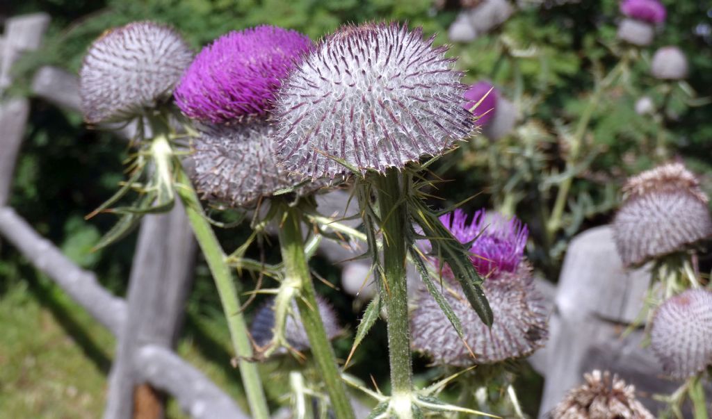 Cirsium eriophorum ?  S