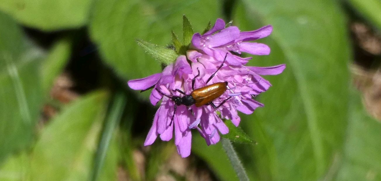 Cerambycidae: Stenurella melanura? No, Paracorymbia hybrida, femmina