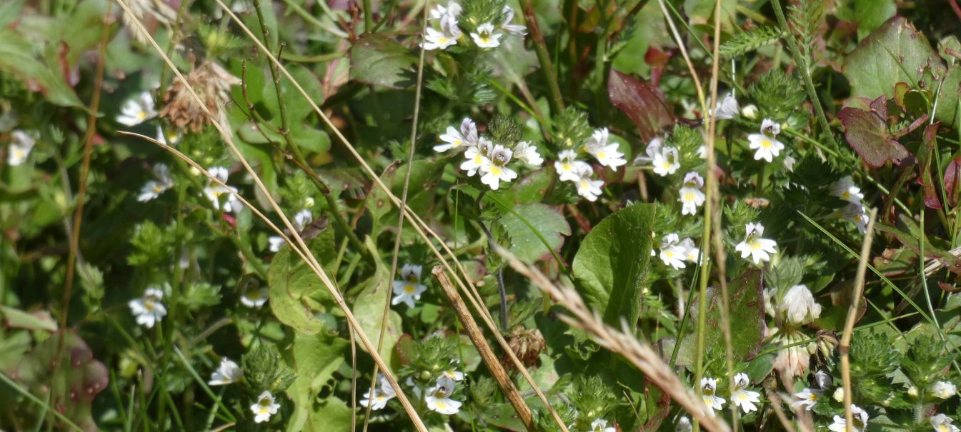 Quale Euphrasia ?... Euphrasia sp.