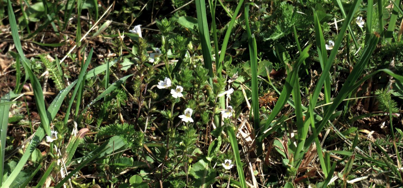 Quale Euphrasia ?... Euphrasia sp.