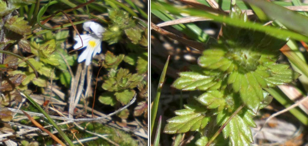 Quale Euphrasia ?... Euphrasia sp.