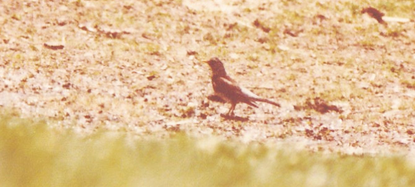 Cesena (Turdus pilaris)