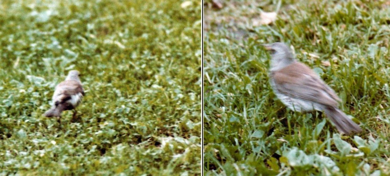 Tordo?  Quale?  Cesena (Turdus pilaris)