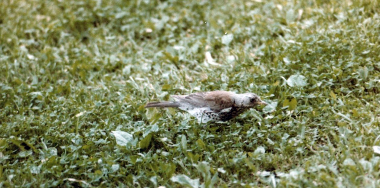 Tordo?  Quale?  Cesena (Turdus pilaris)