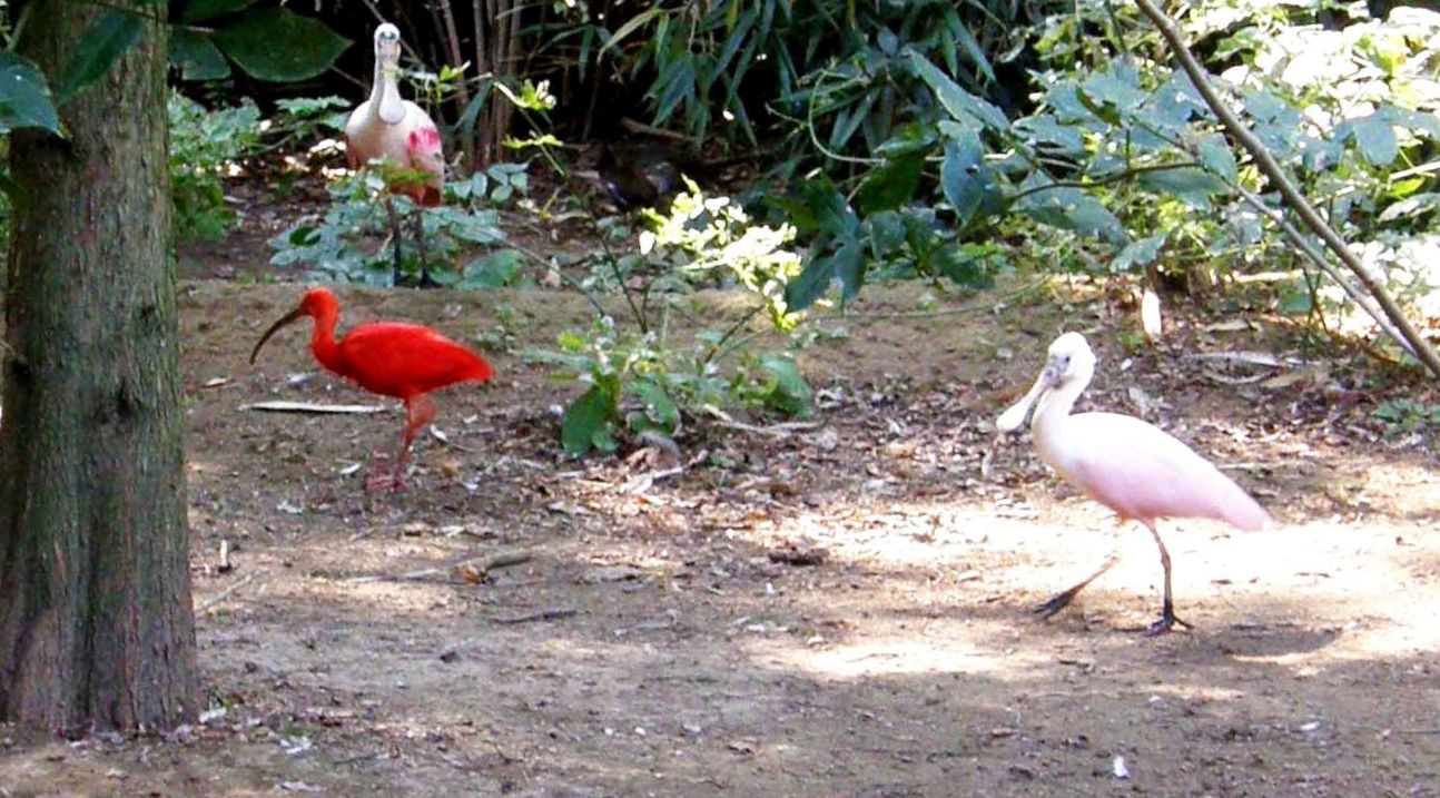 Ibis rosso (Eudocimus ruber) quasi sicuramente fuggito a qualche zoo
