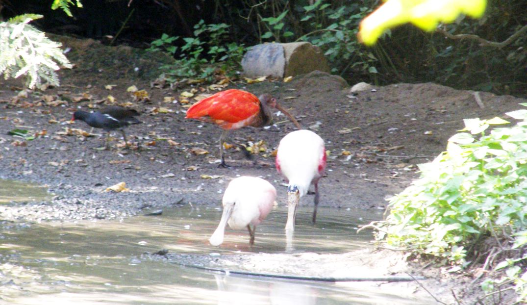 Ibis rosso (Eudocimus ruber) quasi sicuramente fuggito a qualche zoo