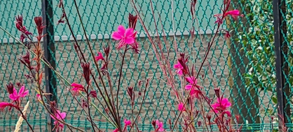 Onagraceae:  Un Epilobium? No, Gaura lindheimeri