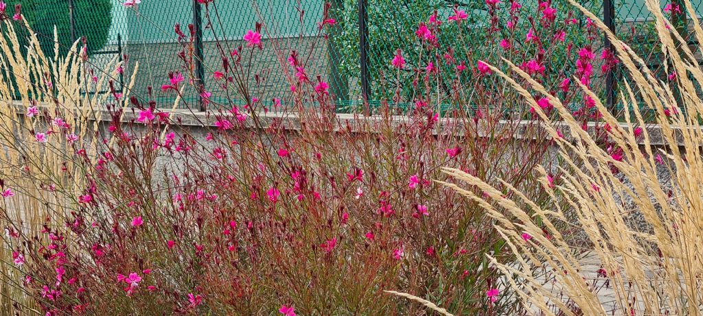 Onagraceae:  Un Epilobium? No, Gaura lindheimeri