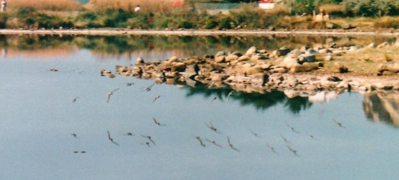 Piovanelli pancianera (Calidris alpina)