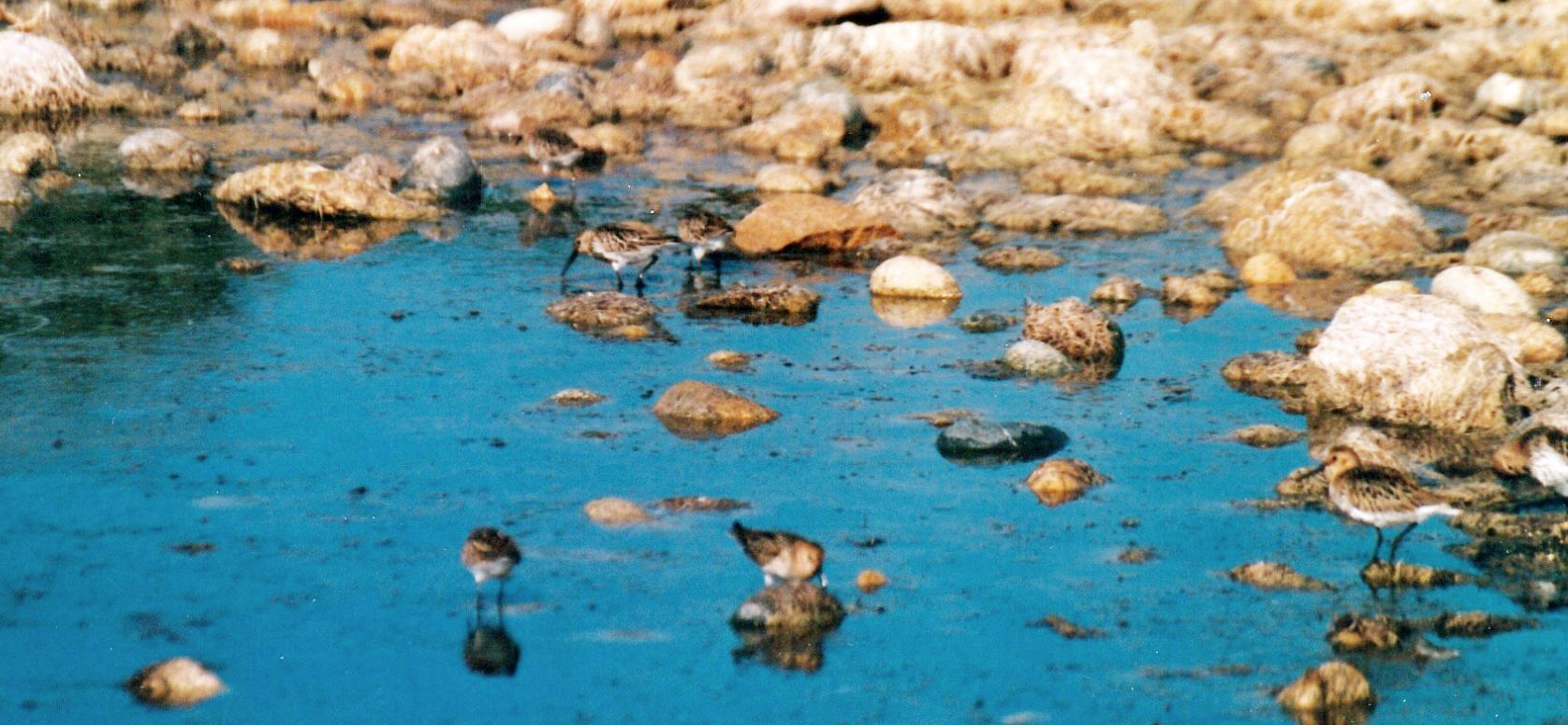 Piovanelli pancianera (Calidris alpina)