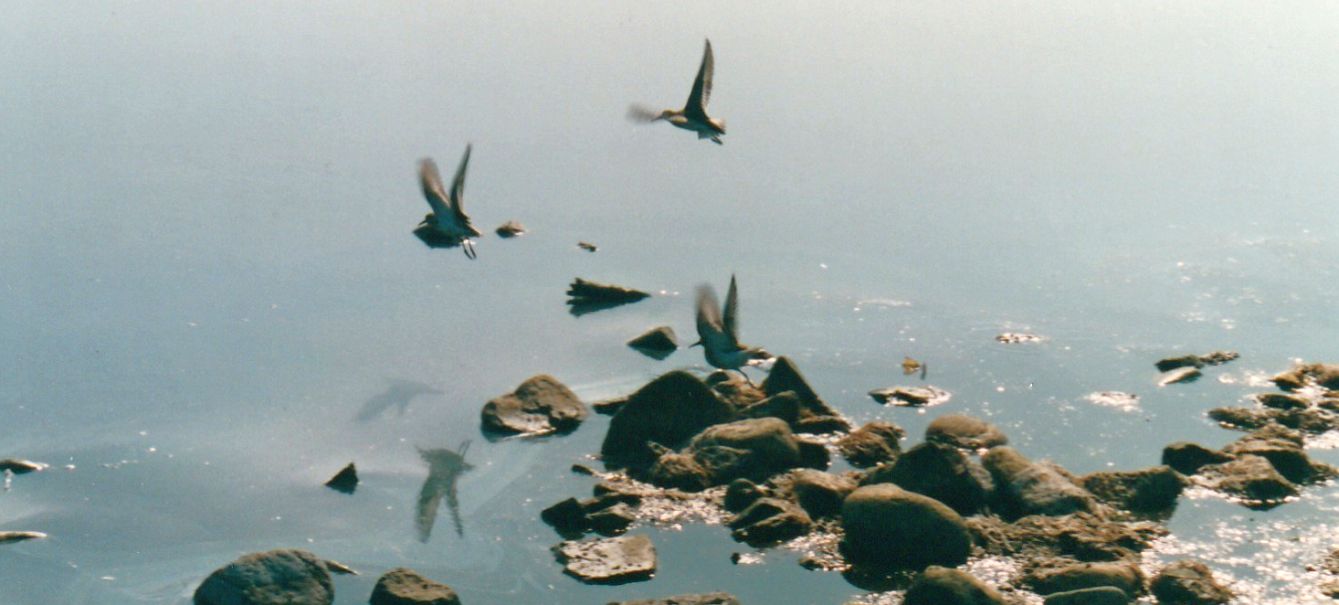 Piovanelli pancianera (Calidris alpina)