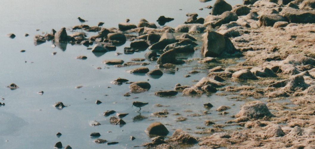 Piovanelli pancianera (Calidris alpina)