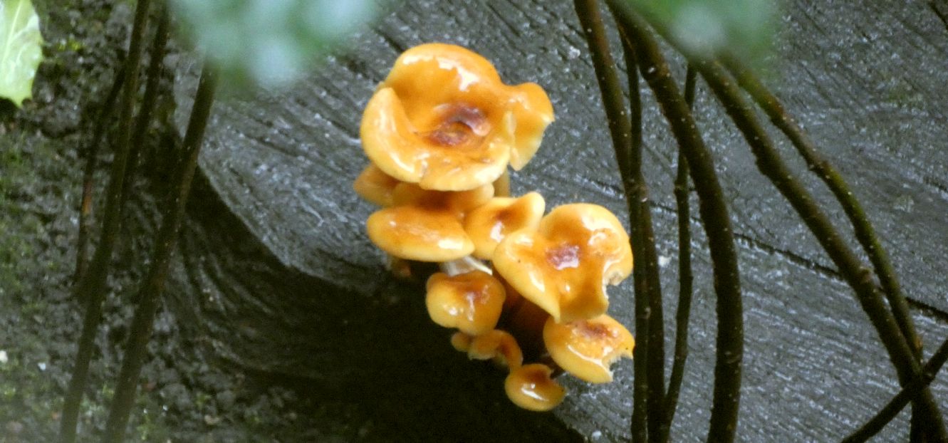 Flammulina velutipes