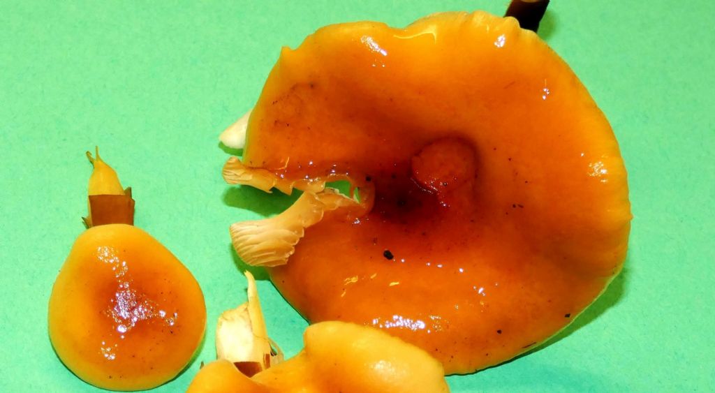 Flammulina velutipes