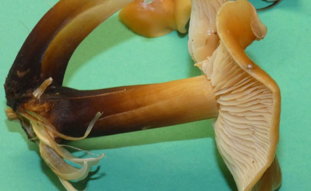 Flammulina velutipes