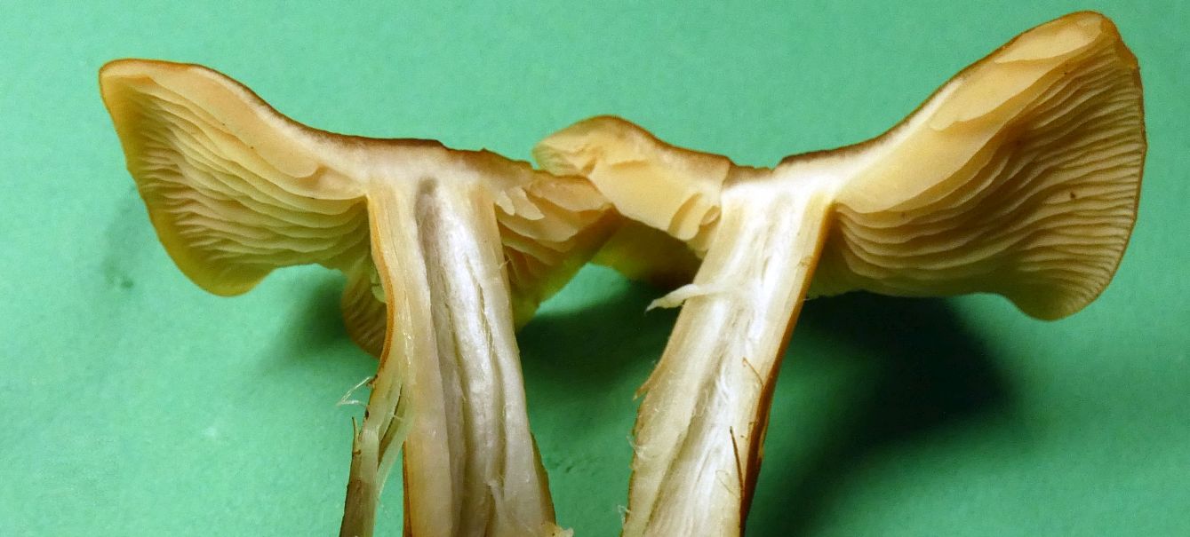 Flammulina velutipes