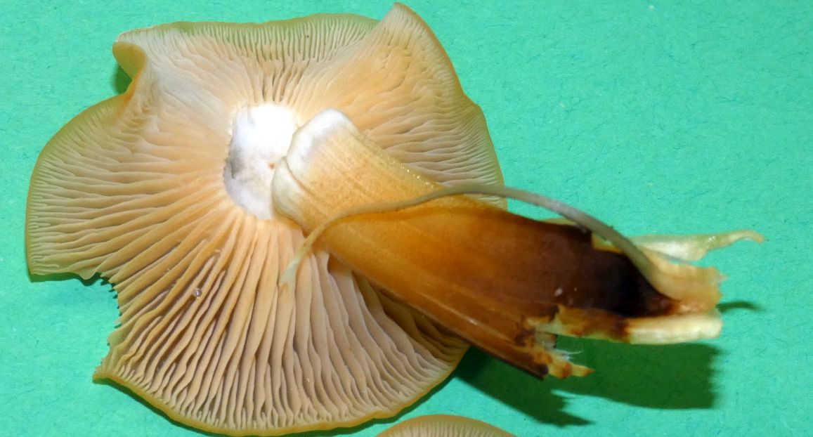 Flammulina velutipes