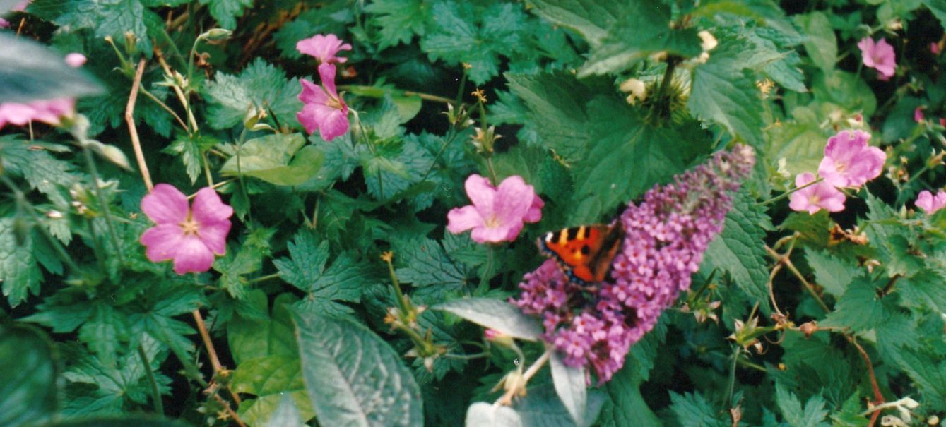 Geranium ? S, molto probabile G.  oxonianum