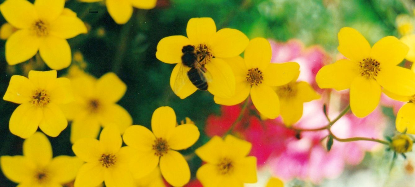 Bidens cfr. aurea (=ferulifolia)  (cv)