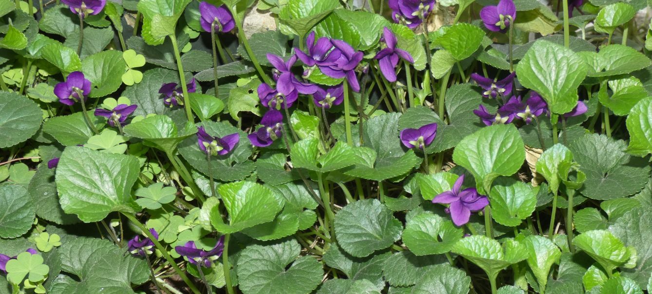 Ancora le Viole sul balcone:   Viola odorata (forma ibrida?)