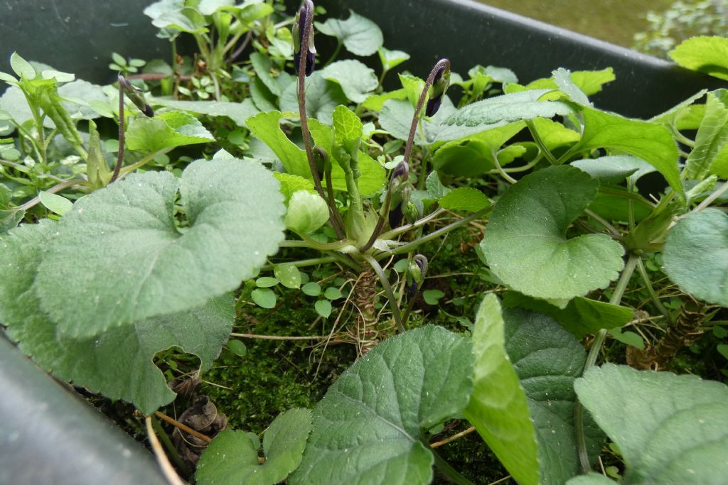 Ancora le Viole sul balcone:   Viola odorata (forma ibrida?)