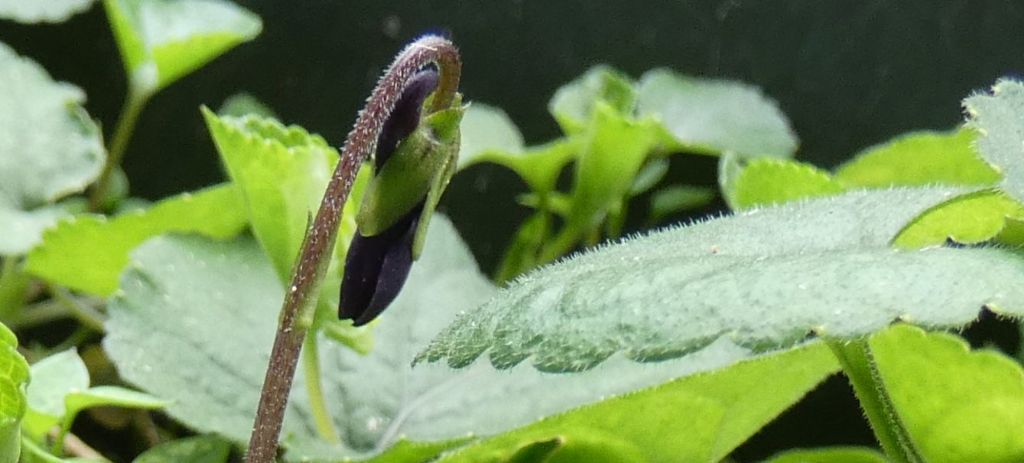 Ancora le Viole sul balcone:   Viola odorata (forma ibrida?)