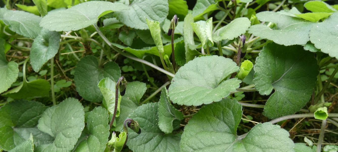 Ancora le Viole sul balcone:   Viola odorata (forma ibrida?)