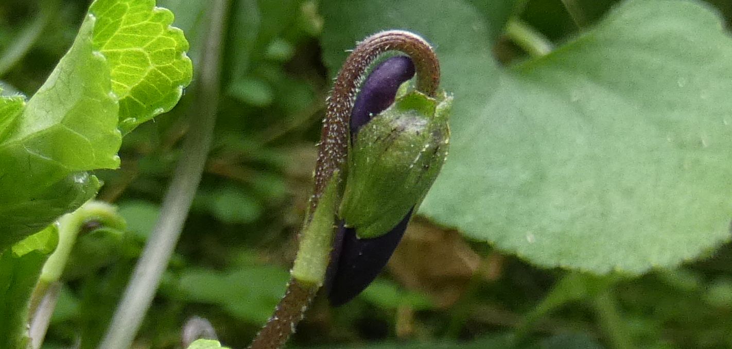 Ancora le Viole sul balcone:   Viola odorata (forma ibrida?)