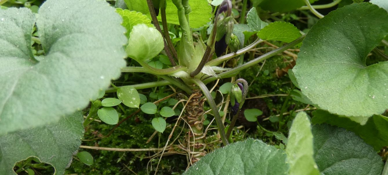 Ancora le Viole sul balcone:   Viola odorata (forma ibrida?)