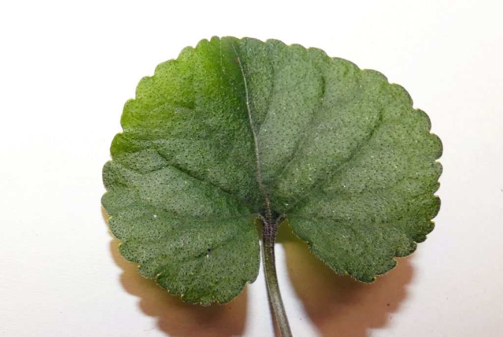 Ancora le Viole sul balcone:   Viola odorata (forma ibrida?)