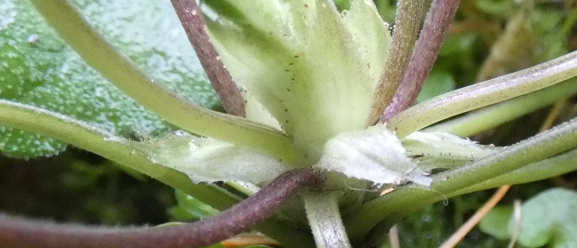 Ancora le Viole sul balcone:   Viola odorata (forma ibrida?)