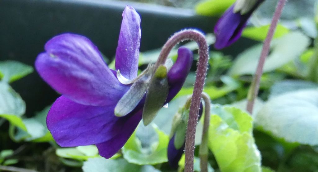 Ancora le Viole sul balcone:   Viola odorata (forma ibrida?)